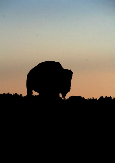 Nature's Persona - Bison Series - Susan Searway Art & Design © 2013